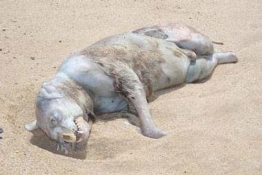 ‘Monstergate’: publican nueva imagen del Monstruo de Montauk
